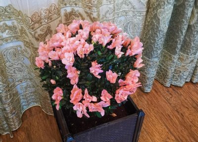 杜鹃喜阴还是喜阳 杜鹃喜阴还是喜阳光的植物