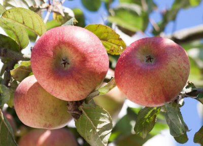 苹果是什么作物 属于农作物吗