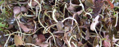 请问金线莲的功效 金线莲的功效与作用百度百科