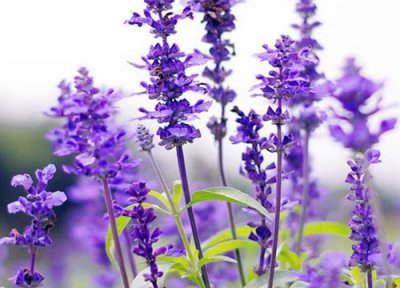 有什么花的花语是重逢 花语是重逢的花