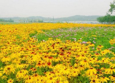 北方耐寒宿根花卉种类 北方耐寒宿根花卉有哪些种类