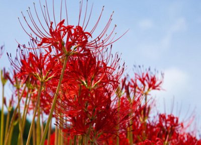 代表妖艳的花 最妩媚的花是什么花