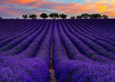 熏衣草花语和寓意 熏衣草的花语是什么寓意