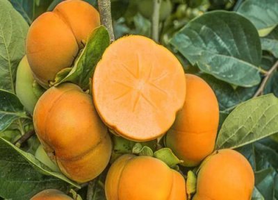 吃脆柿子感觉满嘴涩怎么办 脆柿子的脱涩方法