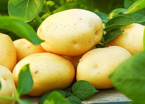 熟土豆可以冷冻保存吗
