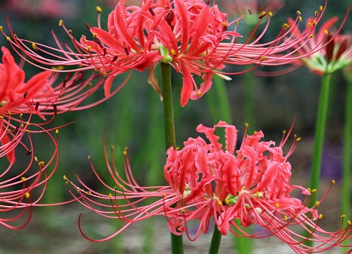 代表邪恶的花