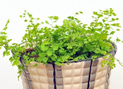 铁线蕨是什么植物类别