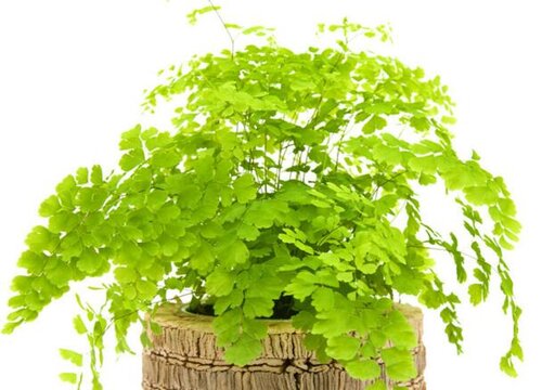 铁线蕨是什么植物类别