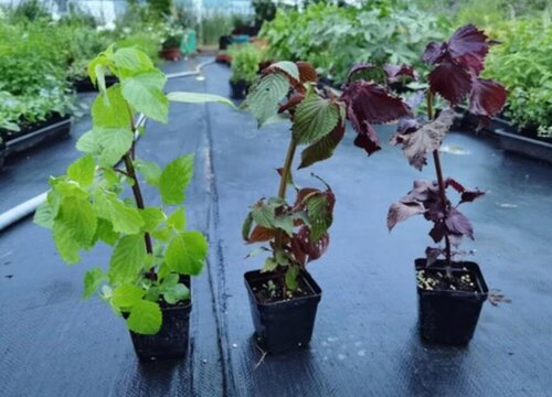 紫苏种子的种植方法