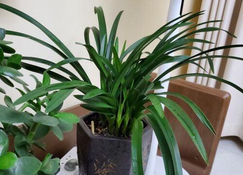 香兰会开花吗