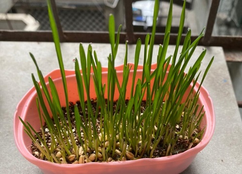 猫草和猫薄荷有什么区别