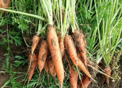 胡萝卜种植时间 胡萝卜种植时间和方法