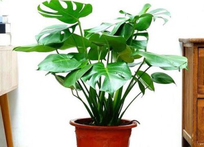 代表健康长寿的花 象征长寿健康的花