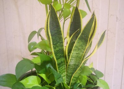 虎皮兰花有毒吗 虎皮兰花是否有毒