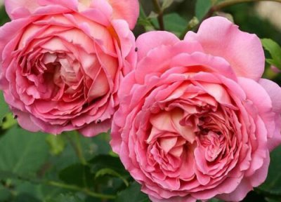 代表天使的花 小天使花的寓意是什么