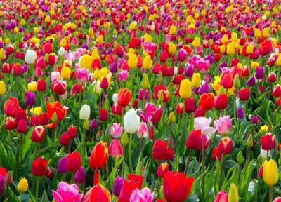 有什么花的花语是宽容 花语代表宽容的花