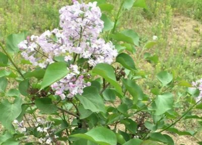 丁香花象征意义 丁香花代表什么象征意义