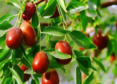 大枣含糖量 大枣含糖量高吗