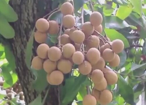 龙眼嫁接方法