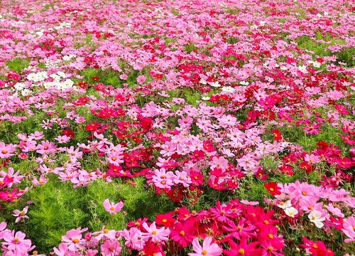 八瓣花的寓意和象征