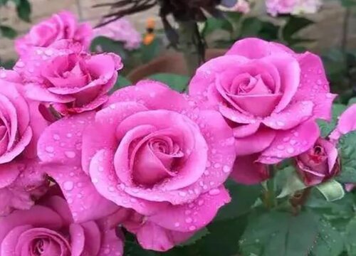 冥王星月季是藤本还是灌木
