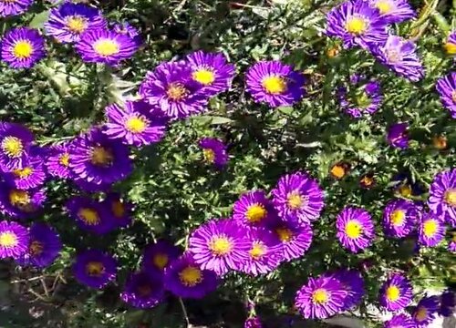 代表谎言的花