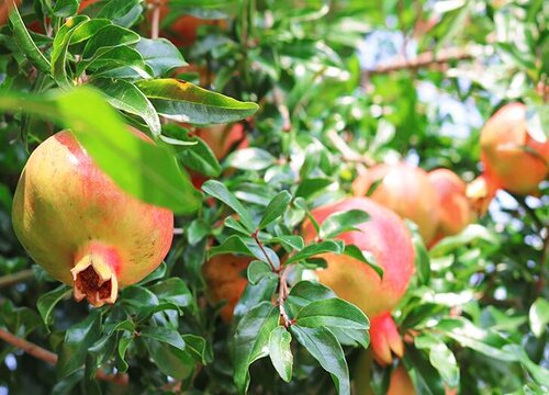 石榴种植时间和方法