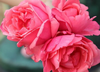 粉扇是藤本还是灌木 粉扇月季属于藤本还是灌木