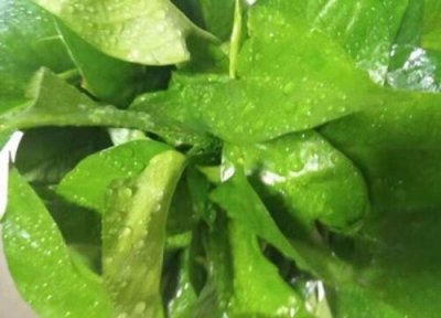 绿萝吊兰养殖概述 绿萝吊兰怎么养才能更旺盛