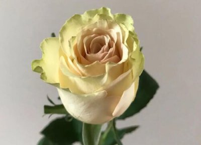 琉璃翠花语和寓意 琉璃翠的花语是什么