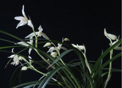 兰花如何催生更多花箭 兰花出花箭后可以施肥吗