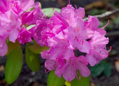 杜鹃花开花时间 杜鹃花怎么养才开花