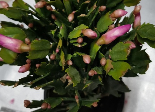 新买的蟹爪兰难开花的处理方法