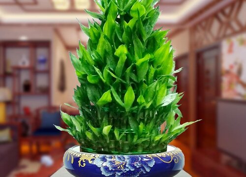 节节高多少钱一盆