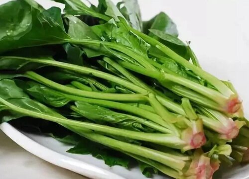 菠菜种植方法步骤