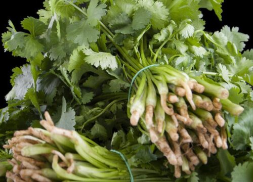 香菜可以生吃吗