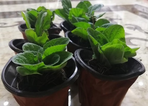 橘子皮可以做花土吗