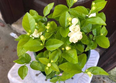 茉莉花用肥 茉莉花用什么肥料好