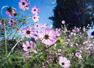 波斯菊徒长了怎么办 波斯菊徒长是什么样子