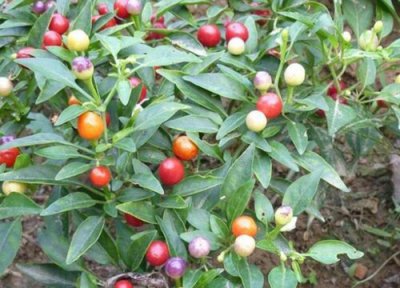 彩椒种植时间 彩椒种植时间和方法