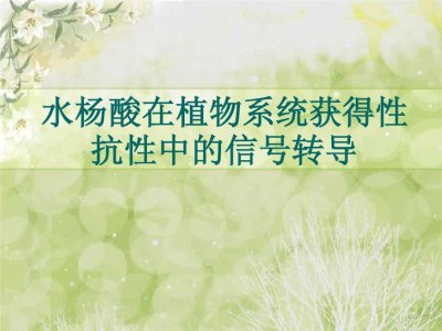 水杨酸的作用与功效 水杨酸对植物的作用