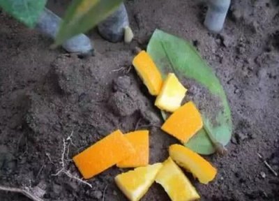 橘子皮能做花土吗 橘子皮可以做花土吗