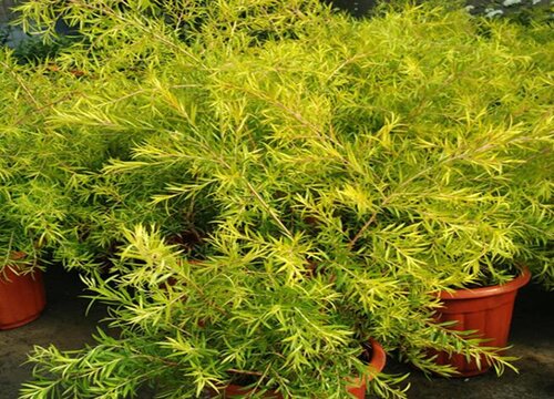 柳树的品质和精神