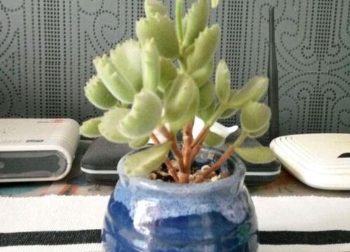 熊童子可以水培吗