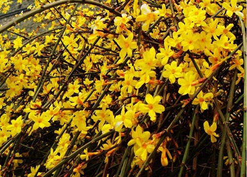探春花开花养殖方法