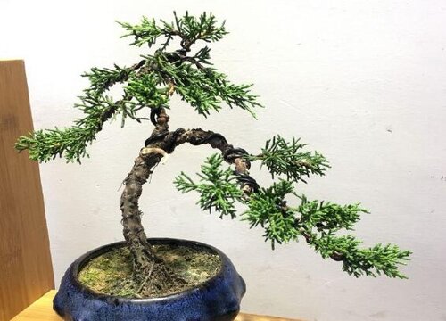 柏树可以扦插吗