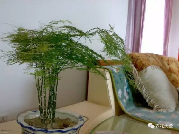 文竹怎么摆放