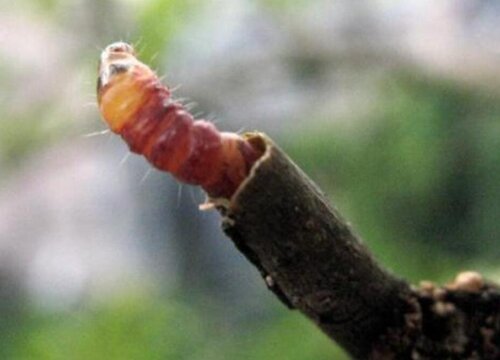 樱花树钻心虫防治方法