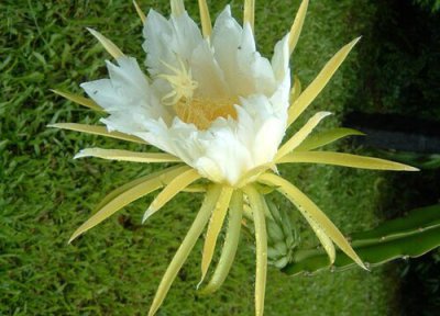 火龙果花寓意 火龙果花的寓意和象征