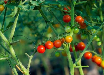 番茄种植时间 番茄种植时间和方法